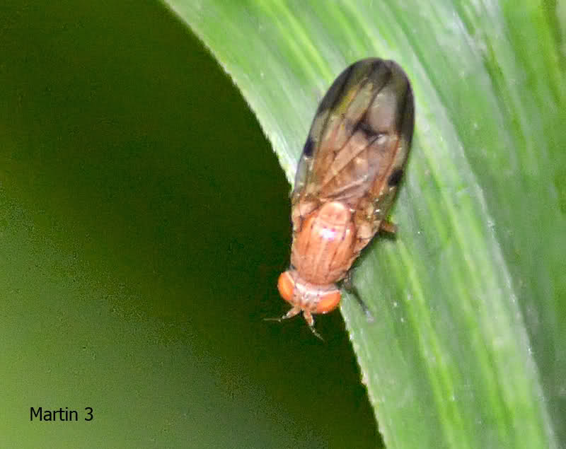 35bglr7.jpg