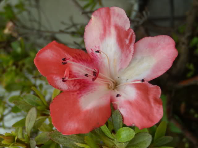 35d96bs.jpg