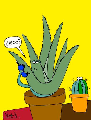 36263_aloe-vera.jpg