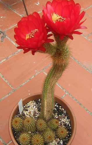 3634557783_4e0dfb94f9.jpg