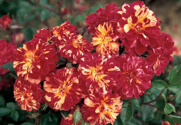 3649-zoom.jpg