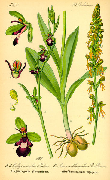 366px-Illustration_Ophrys_incectifera0.jpg