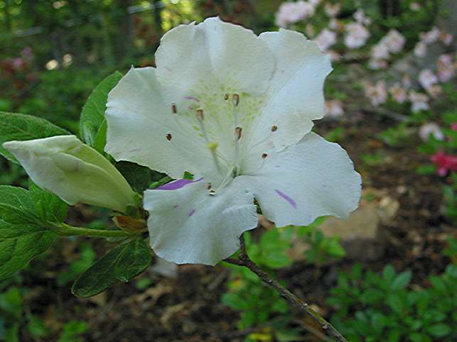 36749059.AveMariaAGDAVE1.JPG
