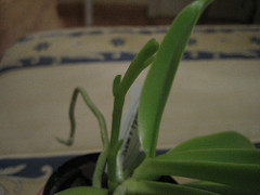 368416360_17ec4efc55_m.jpg