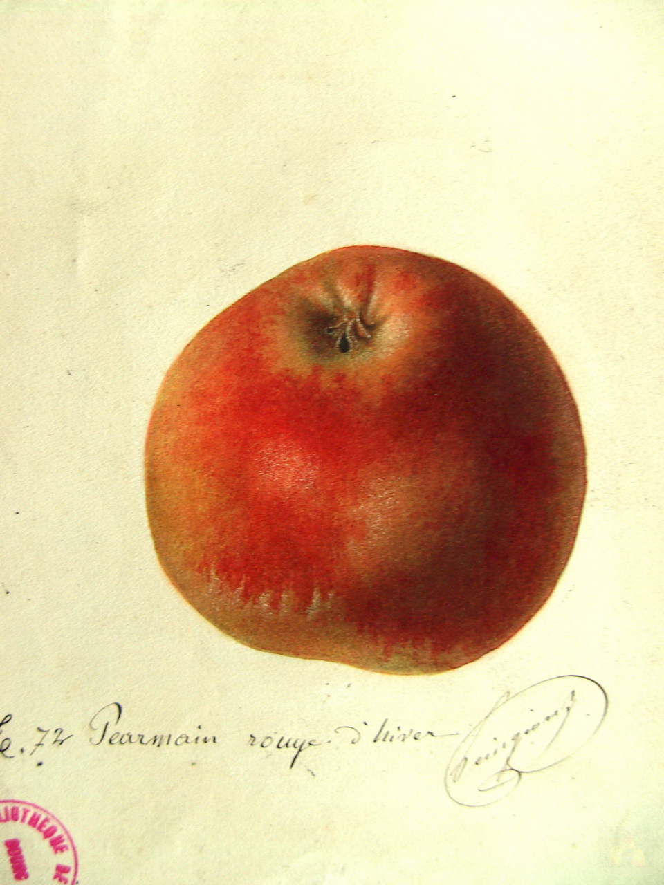 36Pearmainrougedhiver.JPG