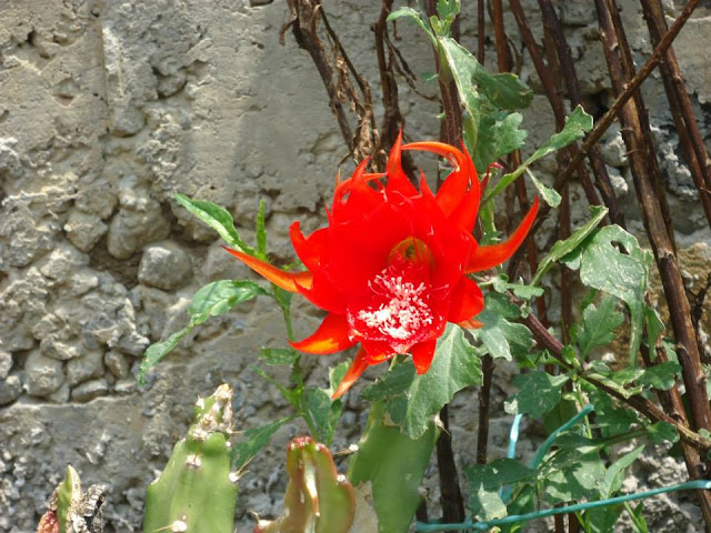 37%2520epifium%2520flor%2520roja%25201.jpg