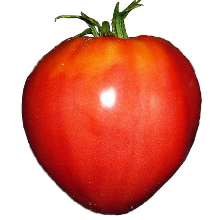 370-medium_default.jpg