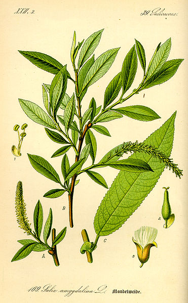 371px-Illustration_Salix_triandra0.jpg
