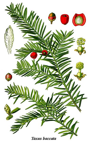 372px-Cleaned-Illustration_Taxus_baccata.jpg