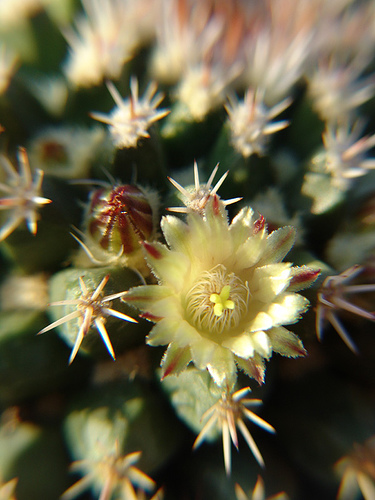 375768468_8cf5639574.jpg