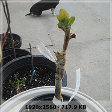 375e1990cf86362476f0833a5a07801do.jpg