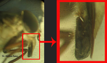 375px-Tabanus_subsimilis_organos_bucales.jpg