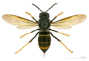 375px-Vespa_velutina_nigrithorax_MHNT_dos.jpg