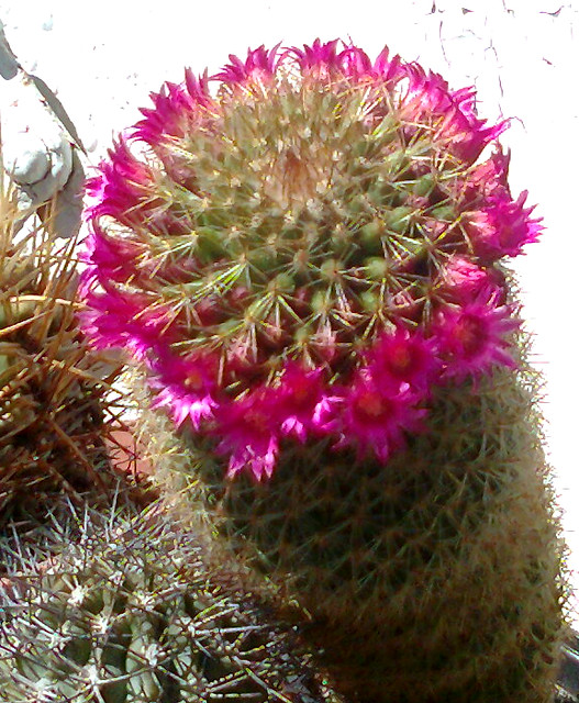 37786231872_ab23688297_z.jpg