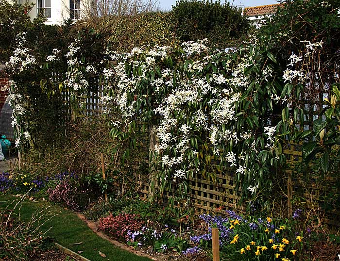 37834d1301388745-spring-thread-2011-clematis-armandii-2..jpg