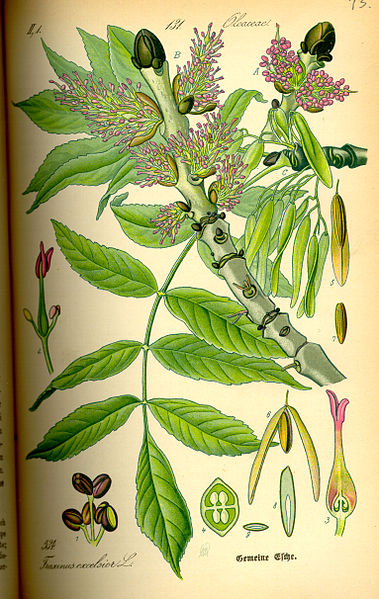 379px-Illustration_Fraxinus_excelsior0.jpg