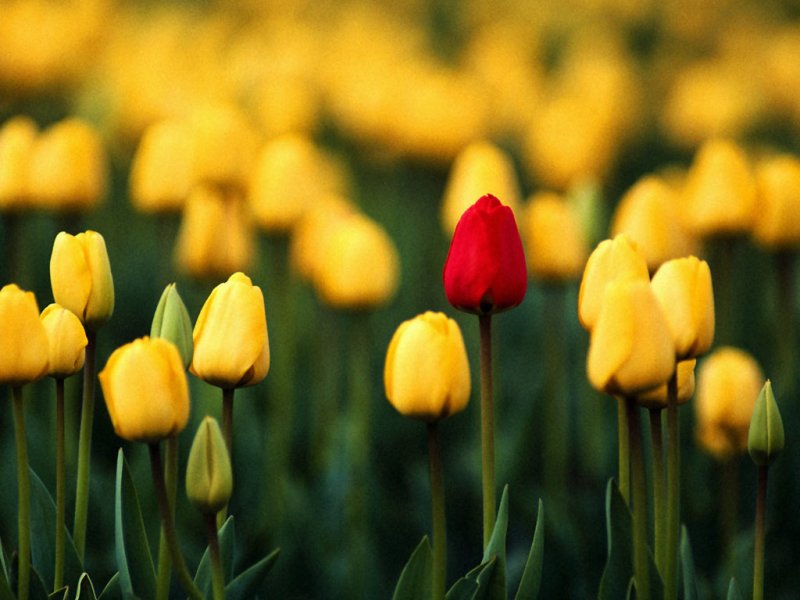 37_tulips_beautiful_flowers_desktopwallpaper_s.jpg