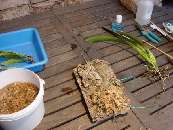 38%20Detall%20coixi%20de%20sphagnum.jpg