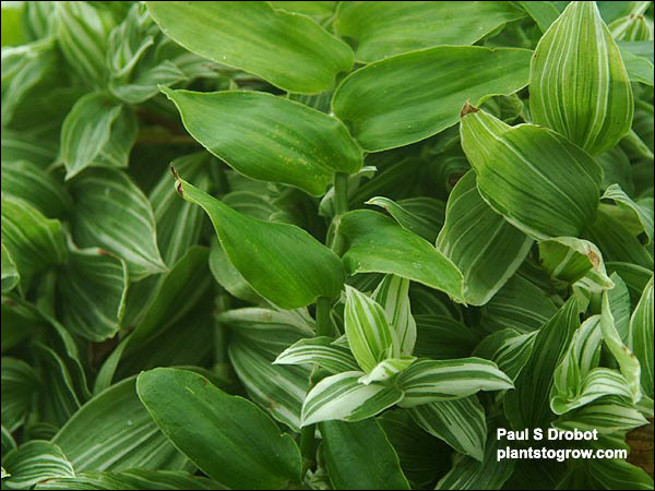 383888637962963Tradescantia_Variegated-08c.jpg