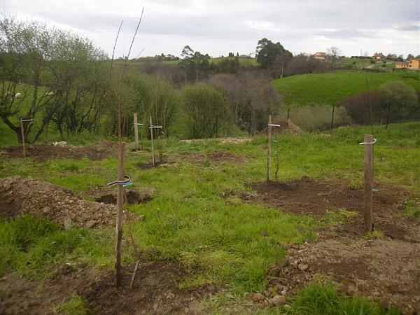 3859d1269472005t-el-jardin-de-manolete-p3200126b.jpg