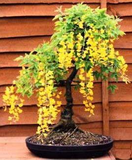 390651_091025114328_Laburnum_anagyroides10.JPG