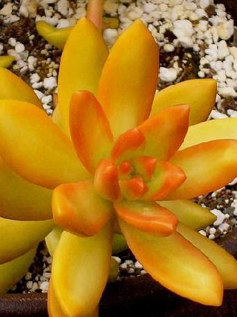 390651_091121123234_Sedum_nussbaumerianum4.JPG