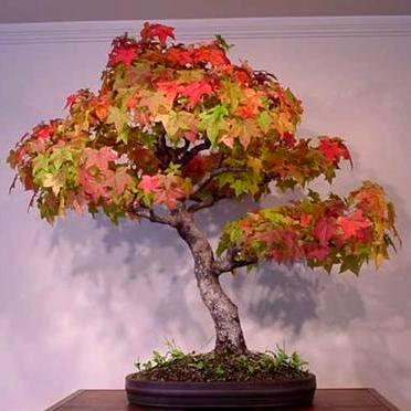 390651_110722161410_Acer_rubrum4a.JPG