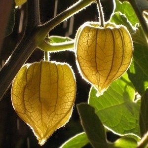 390651_120331185015_Physalis_peruviana11.jpg