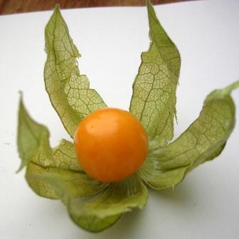 390651_120331185015_Physalis_peruviana5.jpg