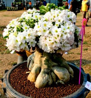 390651_Adenium_obesum_White_new.jpg