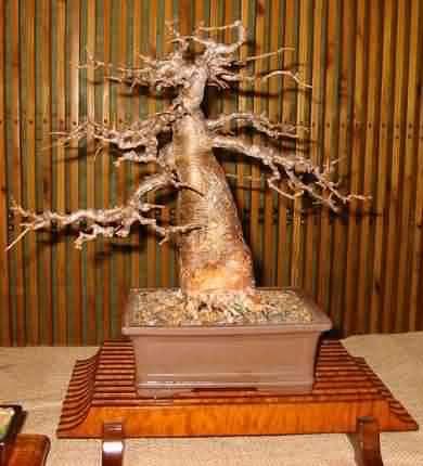 390Adansonia_digitata_bonsai.JPG