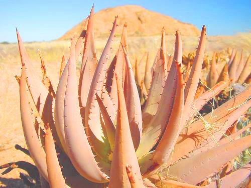 390Aloe_asperifolia5.jpg