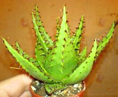 390Aloe_broomii3.jpg