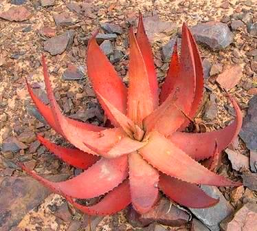 390Aloe_gariepensis2.jpg