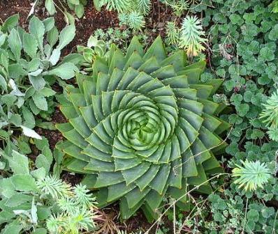 390Aloe_polyphylla11.jpg