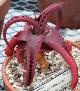 390Aloe_vanbalenii.jpg