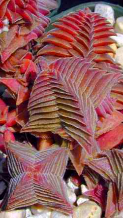 390Crassula_alpestris.jpg