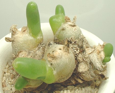 390Dactylopsis_digitata_3.jpg
