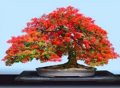 390Delonix_regia_Bonsai.jpg