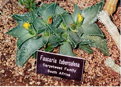 390Faucaria_tuberculosa_new.jpg