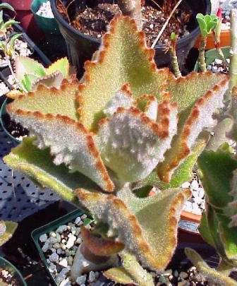 390Kalanchoe_beharensis2.jpg