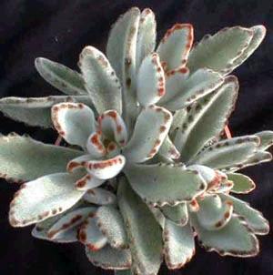390Kalanchoe_tomentosa.jpg