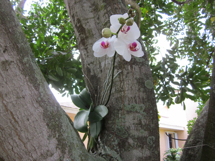 39496d1303751569-wild-phalaenopsis-wild-phal.jpg