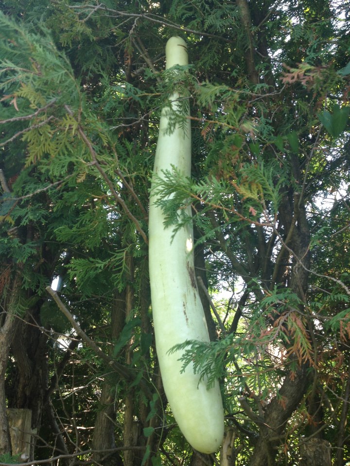 395174_pepinogigante_20120914091545.jpg