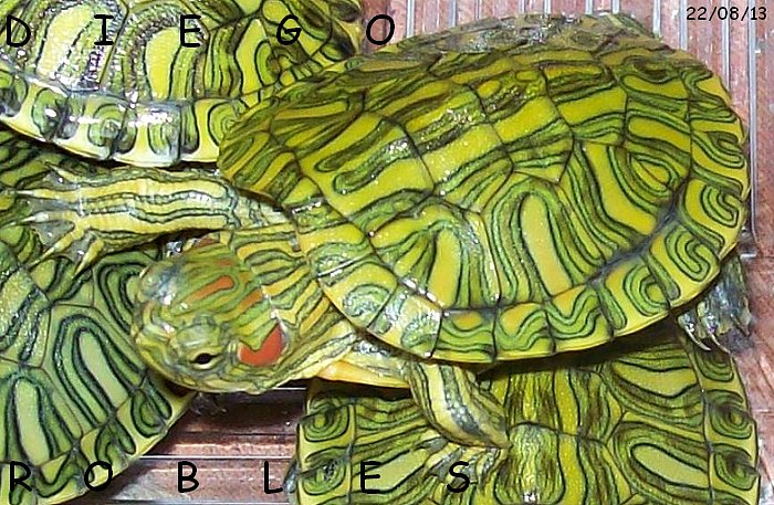 395d6a2ae5ee02e1f34a5a61c2bf0010o.jpg