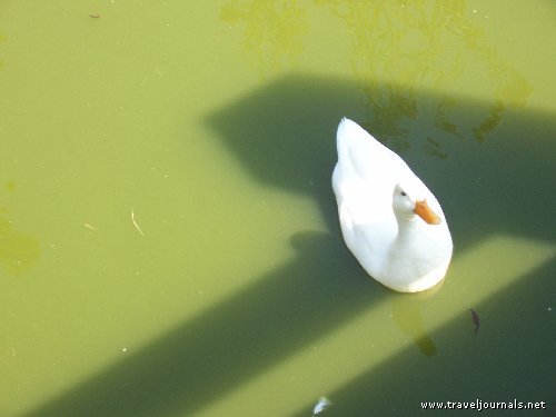 39675-openluchtmuseum-very-white-duck-in-some-very-green-water-arnhem-netherlands.jpg