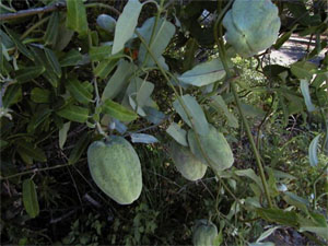 3_-_Araujia_hortorum_fruto.jpg