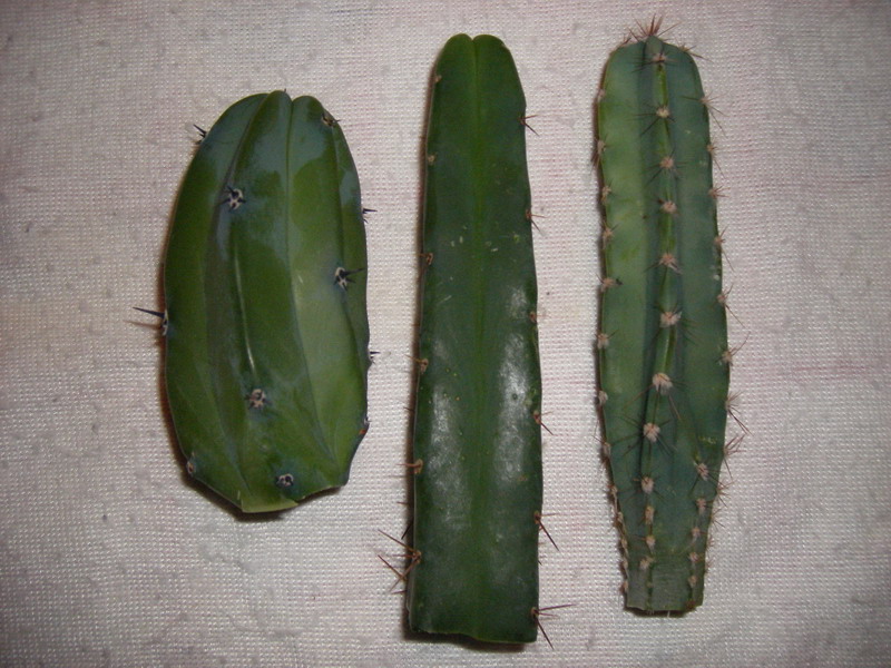 3_cactus_desconocidos.jpg