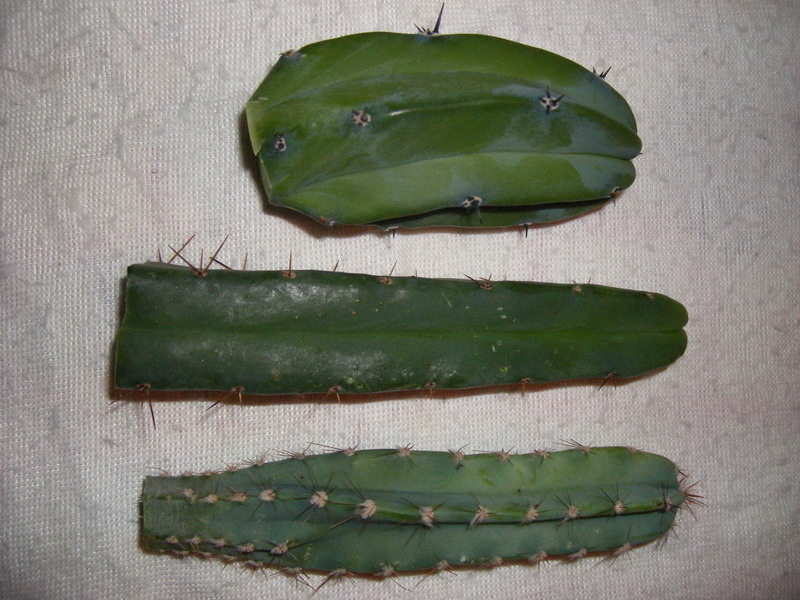 3_cactus_desconocidos_II.jpg