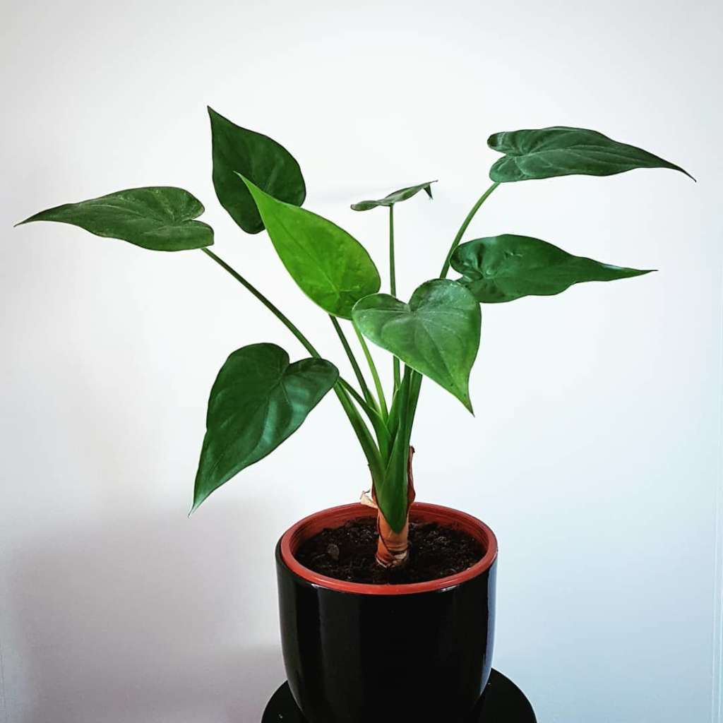 %3A%2F%2Fwww.naturenursery.in%2Fwp-content%2Fuploads%2F2020%2F04%2FAlocasia-Cucullata2-1024x1024.jpg